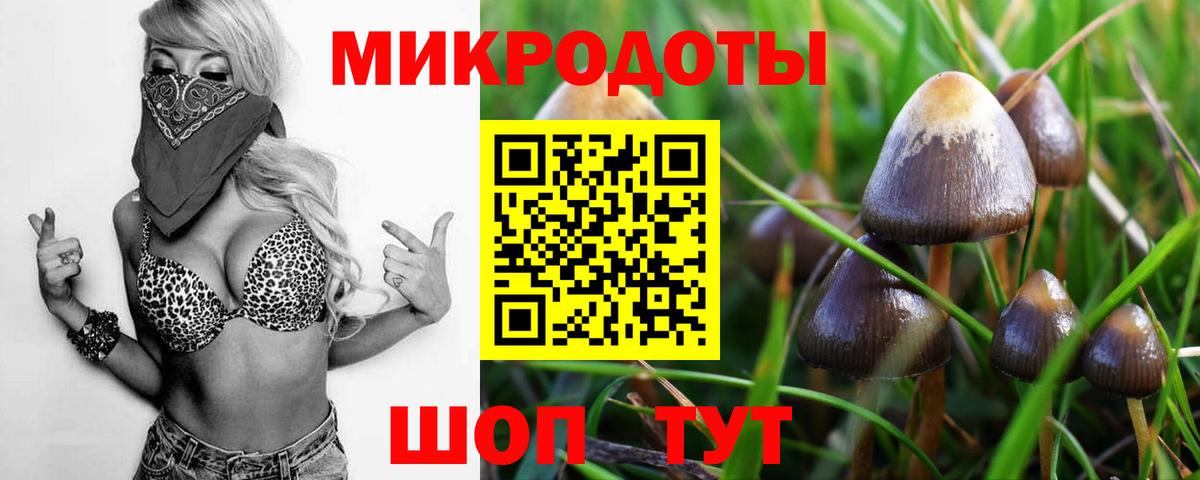 Галлюциногенные грибы Psilocybe  Галлюциногенные грибы мицелий  Артём 